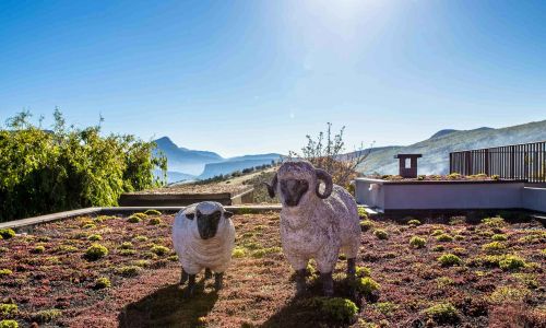 Toit végétal avec statut de moutons